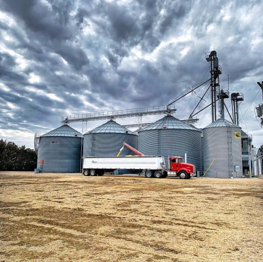 A lush, green field of crops